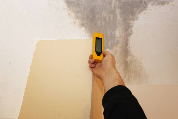 Best Black Mold Removal  in Arbury Hls, IL