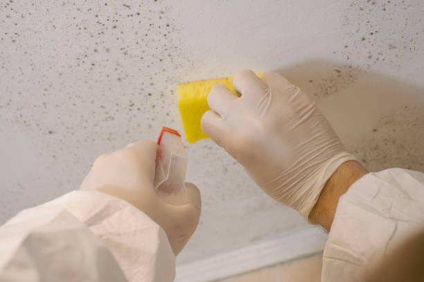 Best Residential Mold Inspection & Testing  in Arbury Hls, IL